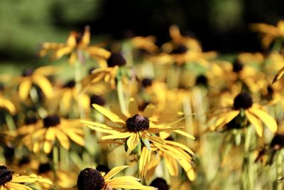 Close-up of yellow flowering plant