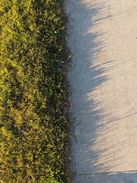 High angle view of plants growing on field