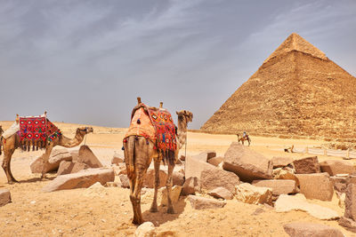 Panoramic view of a desert