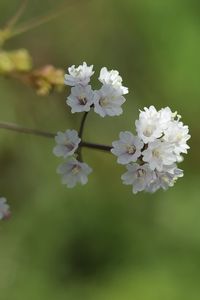 Close-up of white cherry blossom tree