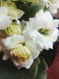 Close-up of white roses