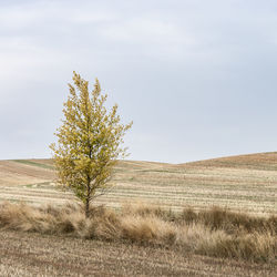 Tree on field against sky