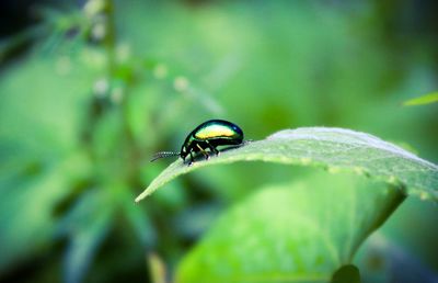 Close-up of insect on leaf