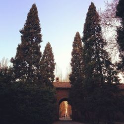 Low angle view of trees against sky