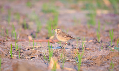 Bird perching on a land