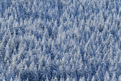 Full frame shot of pine trees in forest during winter