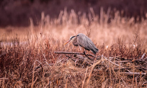 Bird perching on a field