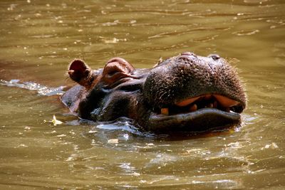 Close-up of hippopotamus in lake