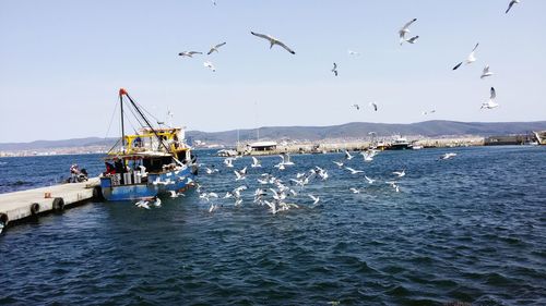 Birds flying by fishing boat