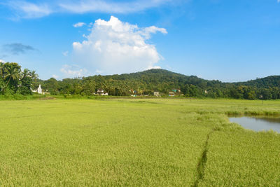 Scenic view of agricultural field against sky