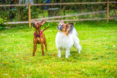 Outdoor portrait of a miniature pinscher and papillon purebreed dogs on the grass