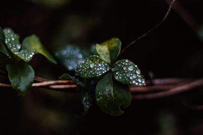 Close-up of wet plant leaves
