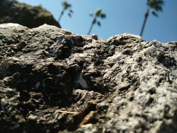 Low angle view of cactus