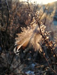 Close-up of feather on dried plant 