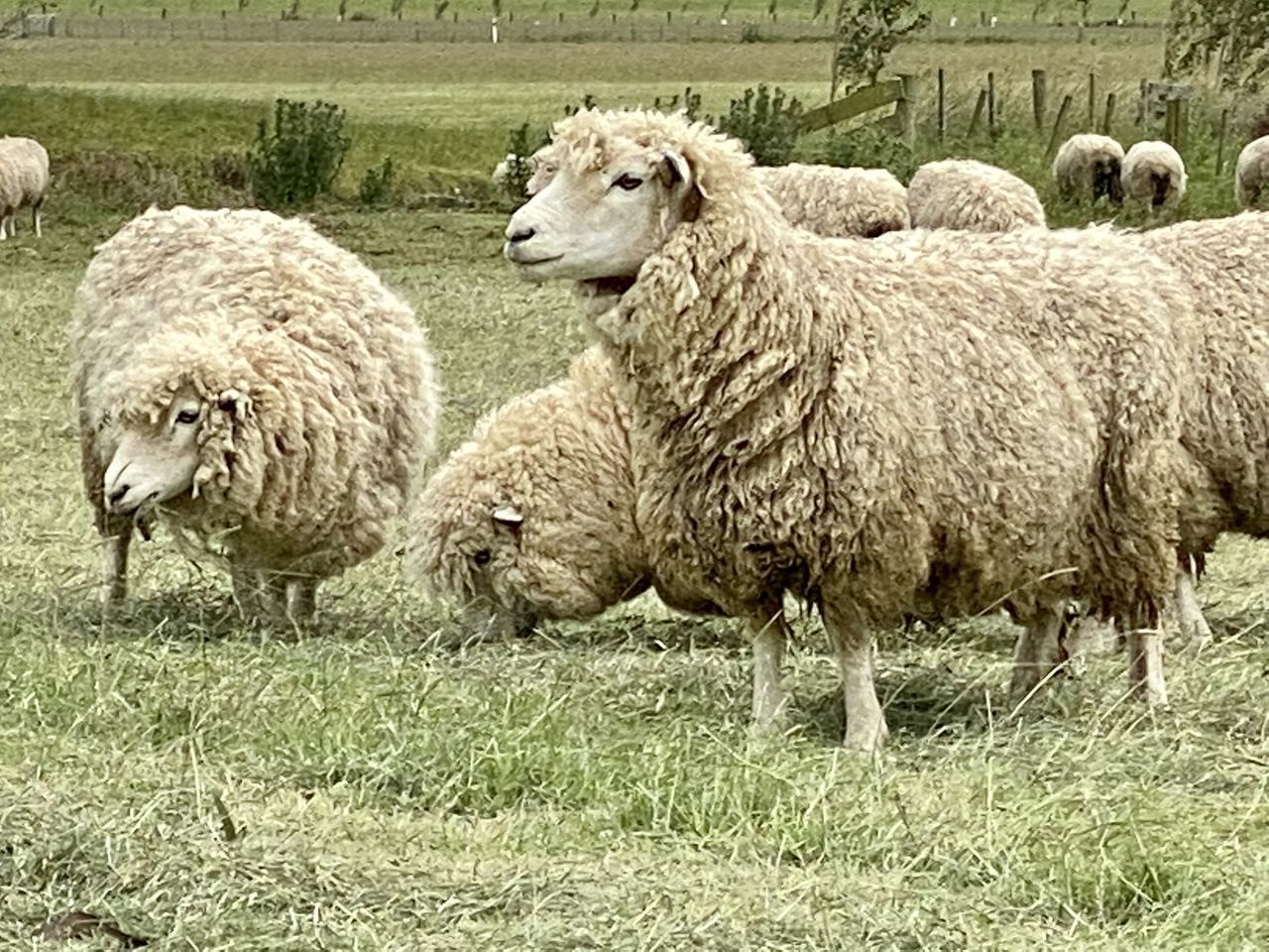 SHEEP STANDING IN FARM