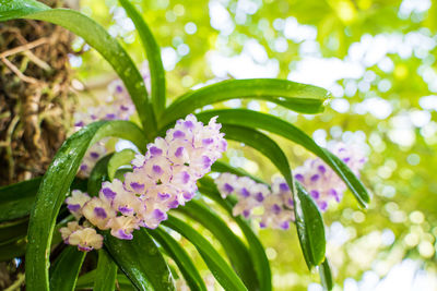 Close-up of purple flowering plant