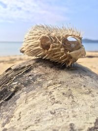 Close-up of crab on beach