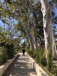 Rear view of man walking on footpath amidst trees