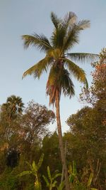 Low angle view of coconut palm trees against sky