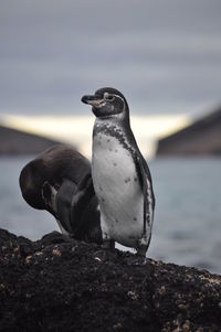 Bird perching on rock in sea against sky