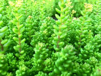 Full frame shot of green leaves