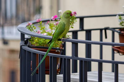 Close-up of bird in cage