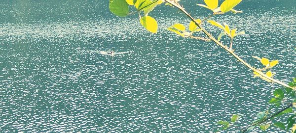 Close-up of yellow leaves floating on water