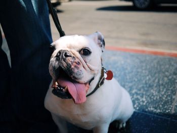 Close-up portrait of dog sticking out tongue