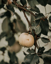 Close-up of fruit growing on tree