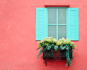 Potted plant on red wall of house