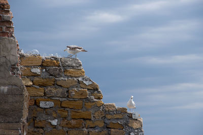 Low angle view of seagull perching on stone wall against sky