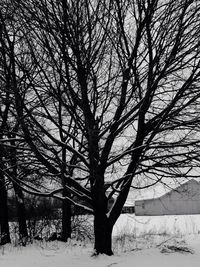 Bare trees on snow covered field