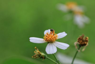 Close-up of bee on flower