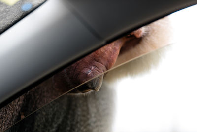 Close-up of lizard on car