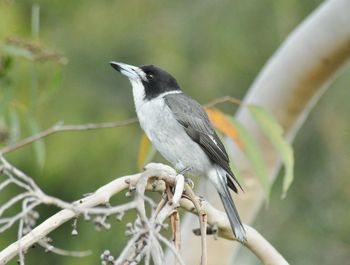 Close-up of bird perching on branch