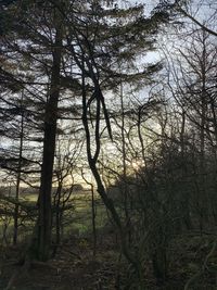 Trees in forest