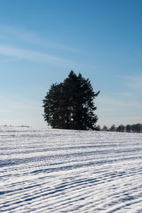 Trees on snow covered field against sky