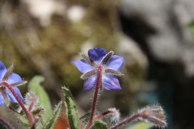 Close-up of purple flowering plant