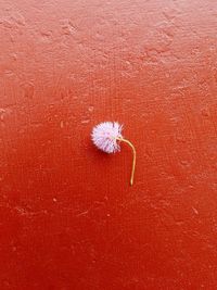 Close-up of flower