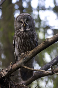 Close-up portrait of owl perching on branch