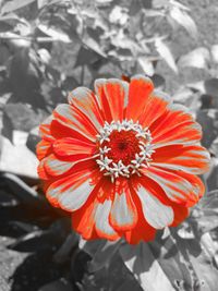 Close-up of red flower