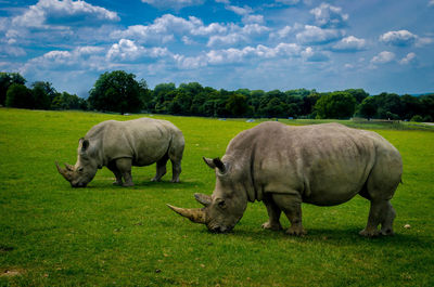 Rhinoceros grazing on field