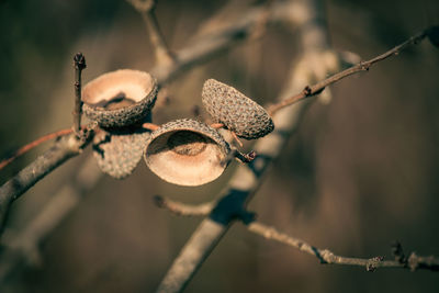 Close-up of dried plant on branch