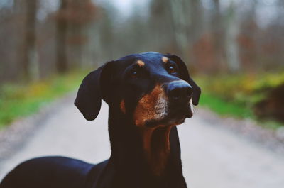 Close-up of dog against trees