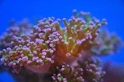 Close-up of purple flowering plant in sea