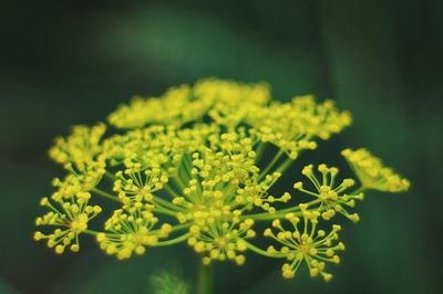 Close-up of flowering plant