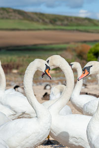 Swan floating on lake