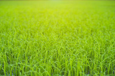 Full frame shot of corn field