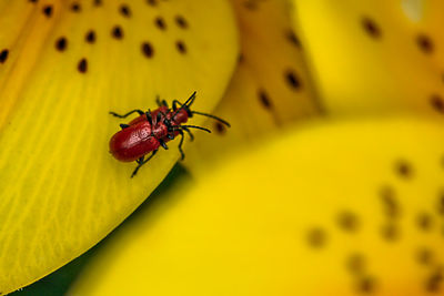 Close-up of insect pollinating on yellow flower