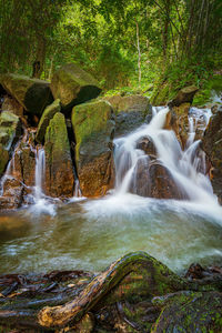 Scenic view of waterfall in forest